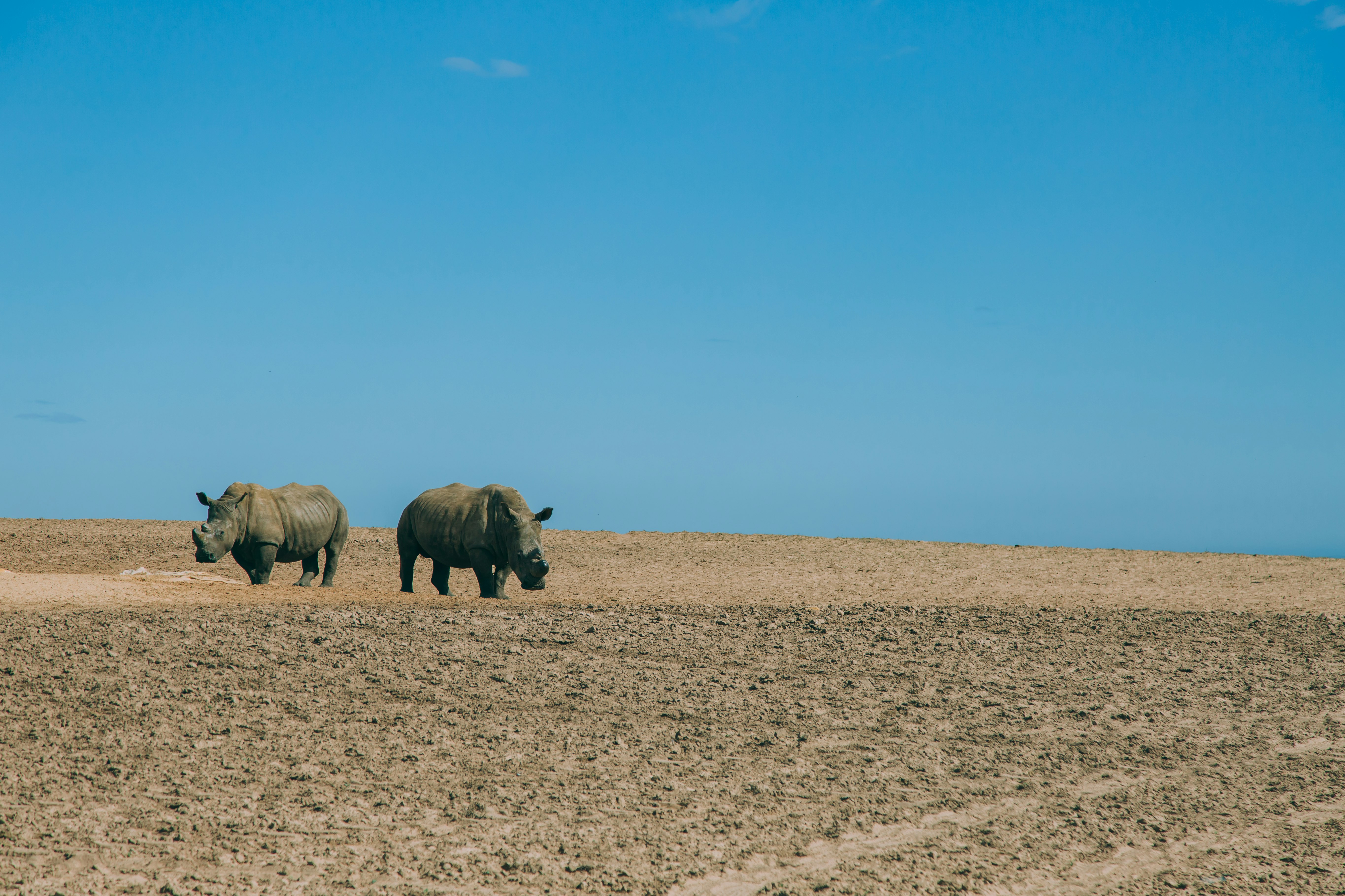 black rhinoceros